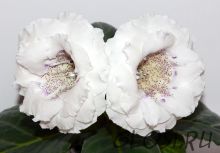 ЕН-Серебряный Век (сел.Е.Николаева)