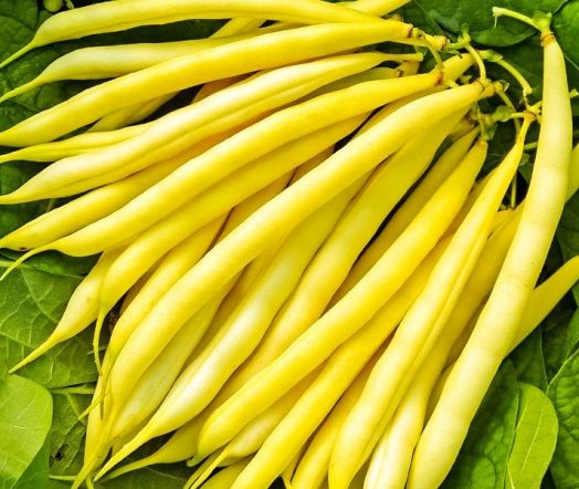 Фасоль овощная Октава, 25г семян