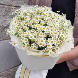 Букет из матрикарии