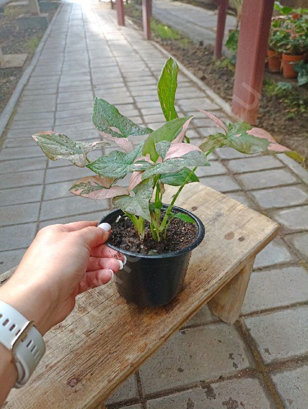 Сингониум Пинк Сплеш