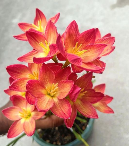 Zephyranthes mix - Зефирантес микс