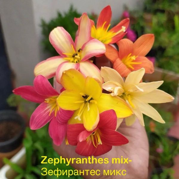 Zephyranthes mix - Зефирантес микс