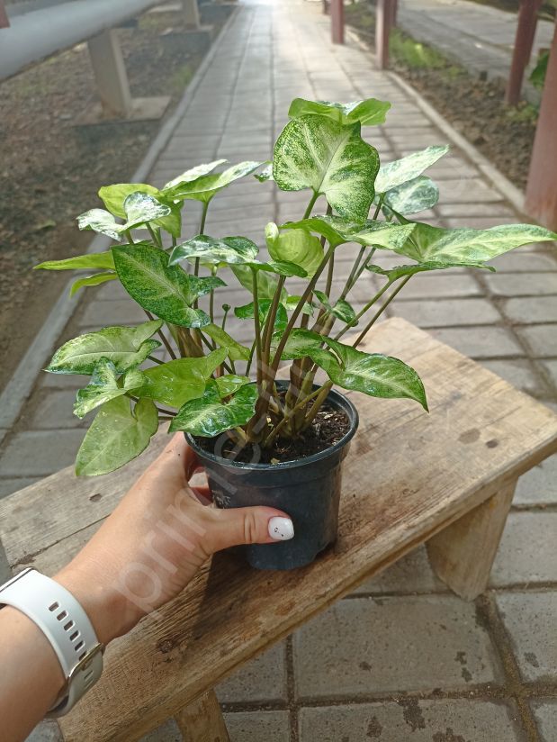 Сингониум Пикси