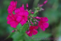 Флокс 'Амазонка'  /  Phlox 'Amazonka'  Егоровой