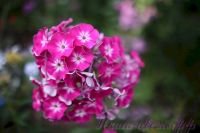 Флокс 'Краса России' / Phlox  'Krasa Rossii'