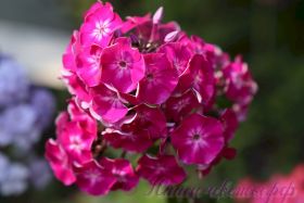 Флокс 'Краса России' / Phlox  'Krasa Rossii'
