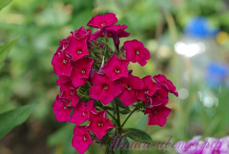 Флокс 'Опиум' / Phlox 'Opium'