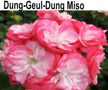 Пеларгония розебудная Dung-Geul-Dung-Miso