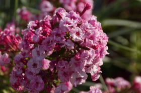 Флокс 'Шнеевайсхен унд Розэнрот' ('Беляночка и Красная Роза') / Phlox 'Schneeweisschen und Rosenrot'