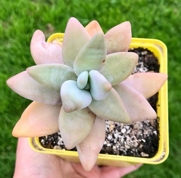 Pachyphytum werdermannii (Пахифитум Вердермана)