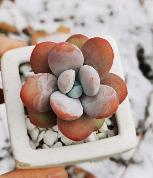 Pachyphytum cuicatecanum (Пахифитум Куикатеканум)