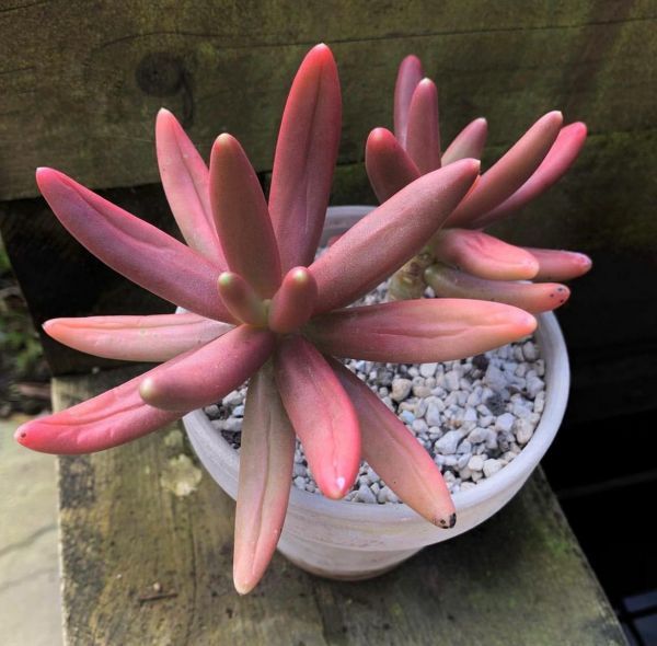 Pachyphytum viride (Пахифитум Вирид)