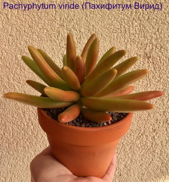 Pachyphytum viride (Пахифитум Вирид)