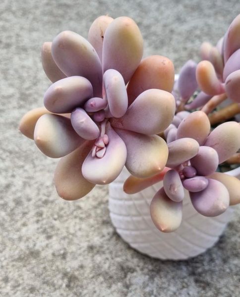 Pachyphytum glutinicaule (Пахифитум клейкий)