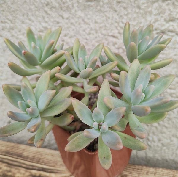 Pachyphytum longifolium (Пахифитум длиннолистный)