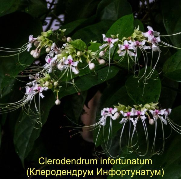 Clerodendrum infortunatum (Клеродендрум Инфортунатум)