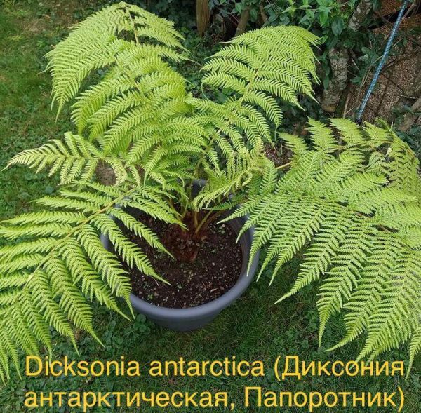 Dicksonia antarctica (Диксония антарктическая, Папоротник)