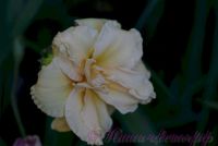 Лилейник 'Икебана Стар' / Hemerocallis 'Ikebana Star'