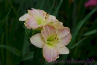 Лилейник 'Принцесса Диана' / Hemerocallis 'Princess Diana'