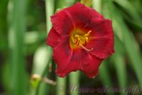 Лилейник 'Беррилишес' /  Hemerocallis 'Berrylicious'