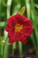 Лилейник 'Беррилишес' /  Hemerocallis 'Berrylicious'