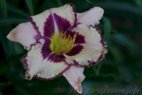 Лилейник 'Пепл Флейм' / Hemerocallis 'Purple Flame'