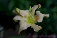 Лилейник 'Джейнс Твистер' / Hemerocallis 'Jan's Twister'
