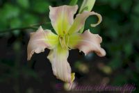 Лилейник 'Джейнс Твистер' / Hemerocallis 'Jan's Twister'