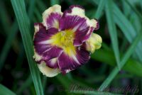Лилейник ' Эмперор' / Hemerocallis 'Emperor'