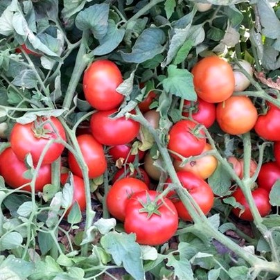 Томат детерминантный АЙВАЗ 331 F1, 250 семян