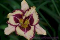 Лилейник 'Пепл Флейм' / Hemerocallis 'Purple Flame'