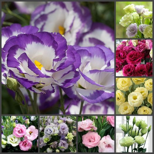 Эустома(Лизиантус) махровая (Eustoma grandiflorum) Croma Mix, 50 драже