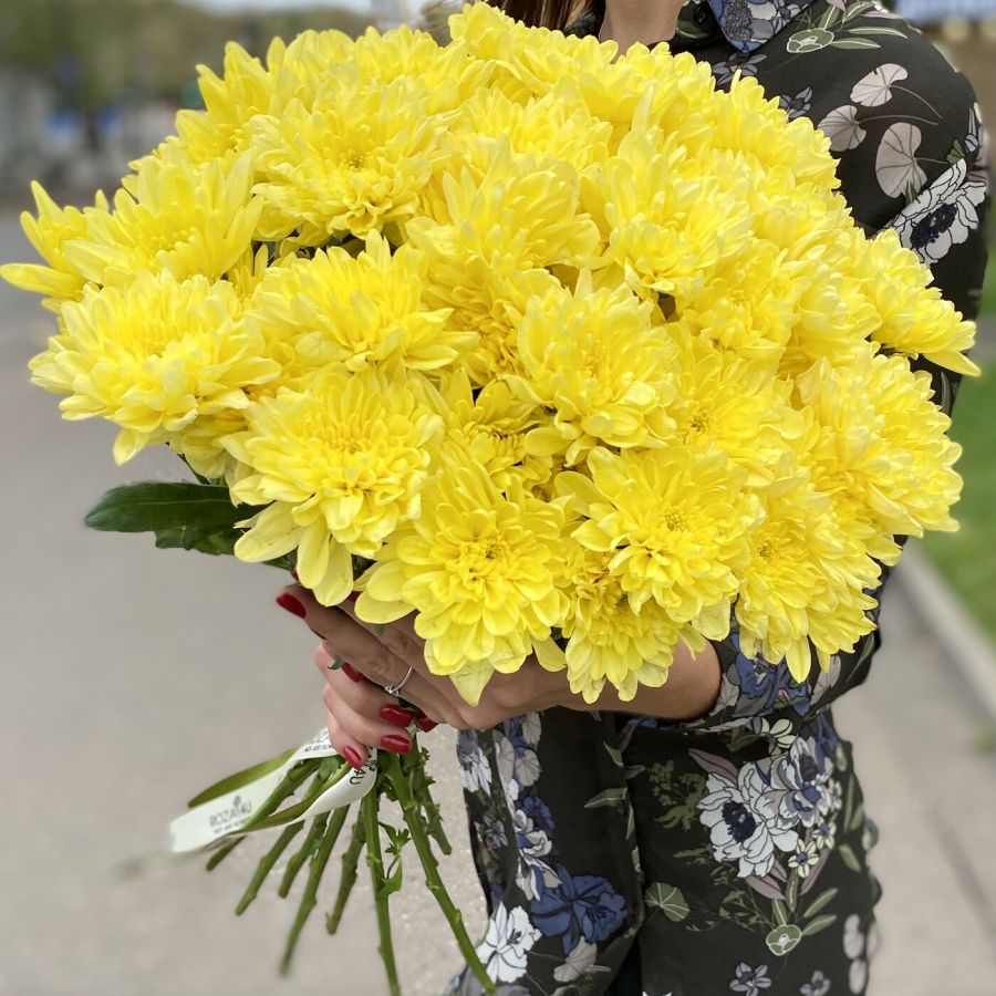 Жёлтые хризантемы