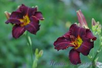 Лилейник 'Блэк Эммануэль' / Hemerocallis 'Black Emanuelle'