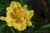 Лилейник 'Ирристейбл Шарм' / Hemerocallis 'Irristable Charm'