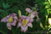 Лилейник 'Милдрейт Митчел' / Hemerocallis 'Mildred Mitchell'