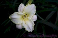 Лилейник 'Близзард Бэй' / Hemerocallis 'Blizzard Bay'