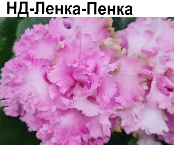 НД-Ленка-Пенка (Данилова)  НОВИНКА