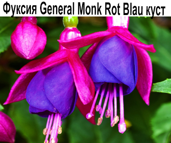 Фуксия General Monk Rot Blau куст