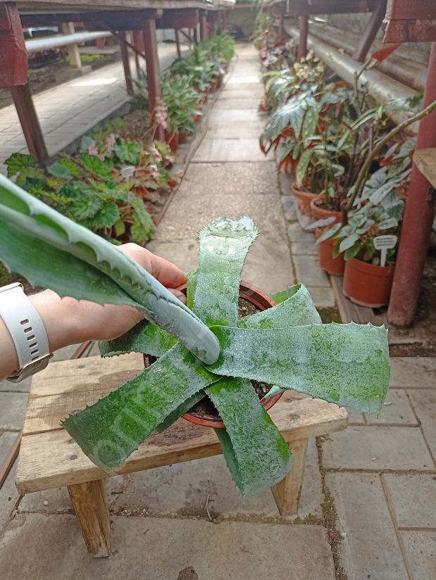 Агава голубая