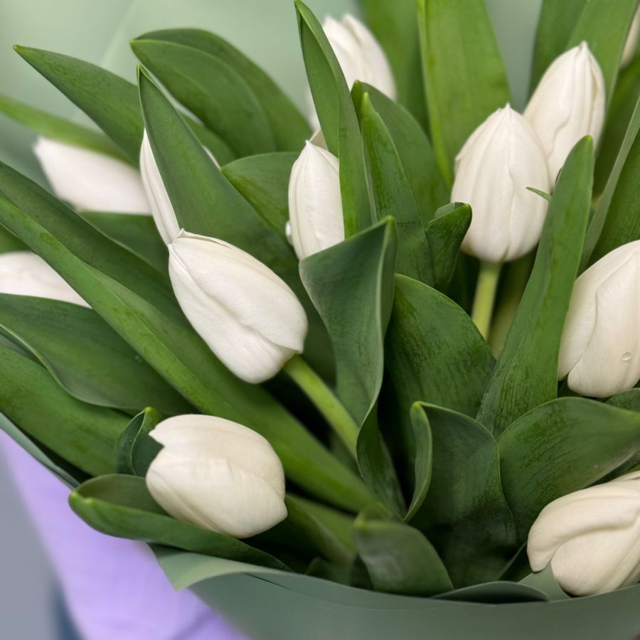 Букет из белых тюльпан