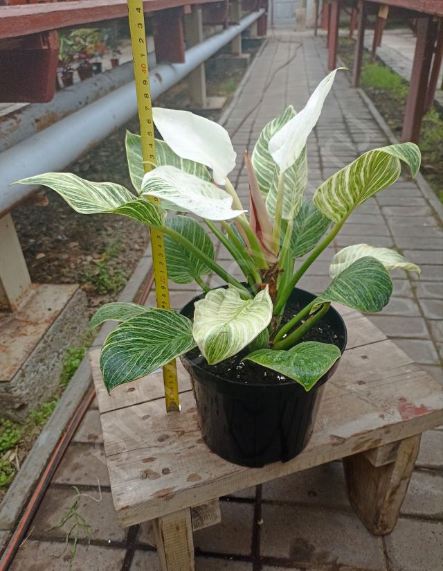 Филодендрон Биркин "Philodendron Birkin"