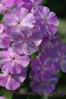 Флокс 'Вирсавия' / Phlox 'Virsaviya'