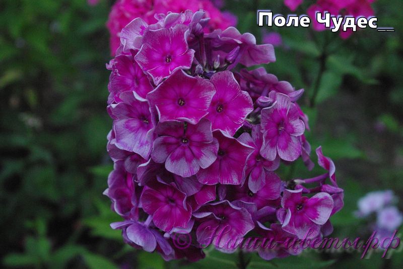 Флокс 'Поле Чудес' / Phlox 'Pole Chudes'