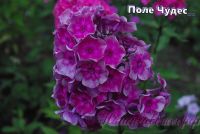 Флокс 'Поле Чудес' / Phlox 'Pole Chudes'