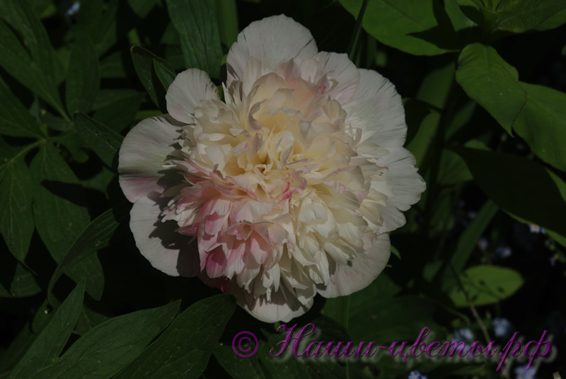 Пион травянистый 'Мутабилис Плена' / Paeonia 'Mutabilis Plena'