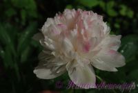 Пион травянистый 'Мутабилис Плена' / Paeonia 'Mutabilis Plena'