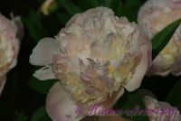 Пион травянистый 'Мутабилис Плена' / Paeonia 'Mutabilis Plena'