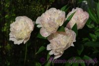 Пион травянистый 'Мутабилис Плена' / Paeonia 'Mutabilis Plena'