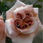 Латте Арт (Latte Art)